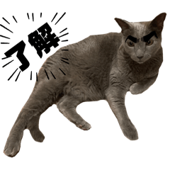 MeowMeow_20240312161605