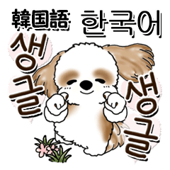 Shih Tzu dog (Korean only ) 2