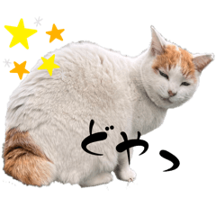 Sakura_20240312164457