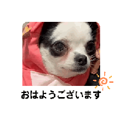 Moving Chihuahua Maro [polite language]