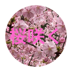 SAKURA_20240312090410