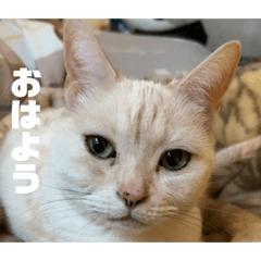 sakura_20240312201541