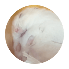 omochi stamp hamster