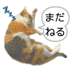 shunta hatanaka_20240313120739