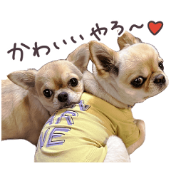 Osaka Dogs (Chihuahua Sisters)