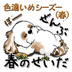 Shih Tzu  (spring) Frequently used words