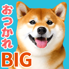 Shiba inu every day  [Photo BIG Sticker]