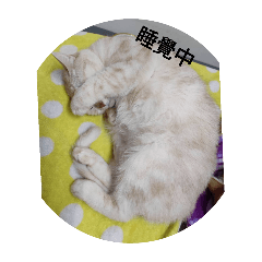 Cat's life diary p1