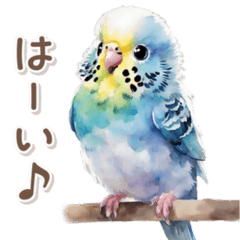 Budgie can be used in everyday life