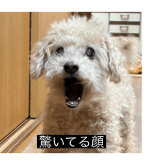 chisa_20240314013229