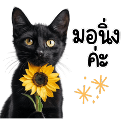 Be Friend Black Cat V.1