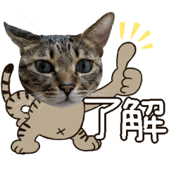 Brown tabby cat Sticker.3
