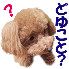 a real dog toy poodle moco japanese 1