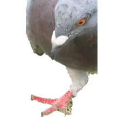 Pigeon without wording4-BIG