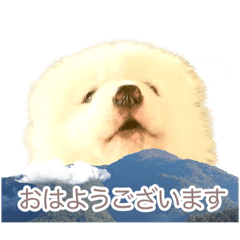 サモエドの十　やりたい放題