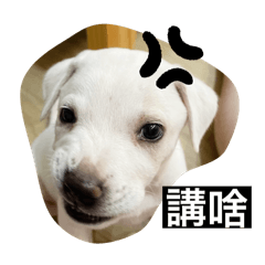 為什麼沒有白色的臺灣犬