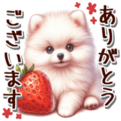 Everyday Pomeranian sticker cute