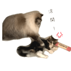 喵喵們♡～