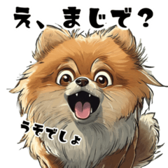 Cute Pomeranian for everyday use