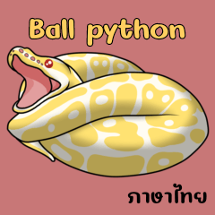 Ball python albino (Thai)