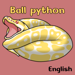 Ball python albino (English)