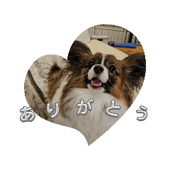 パピヨンスタンプA.Z.U.K.I - LINE スタンプ | LINE STORE