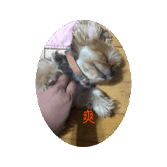 小屁狗的生活1
