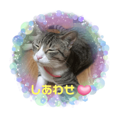 cocol_20240316153816