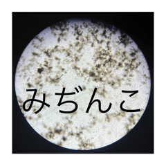 Sakura_20240316163301