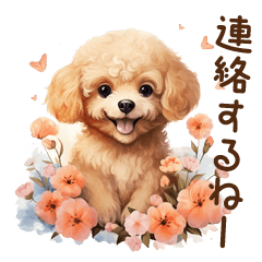 Cute Puppy | Toy poodle | Spring