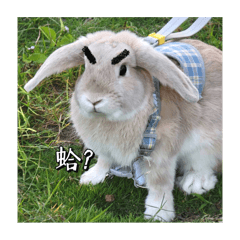 rabbit life.com 1