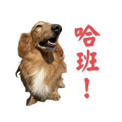 兜兜第二彈