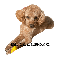 代わりに返信してくれる犬(トイプードル)