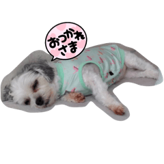 Suzu_20240317110721