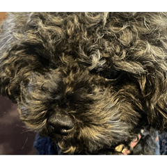 very cute dog I love dog!!!!!!