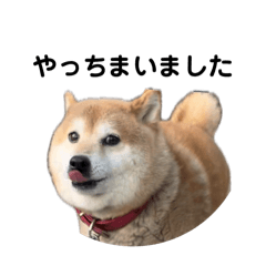 Doggy-Sakura