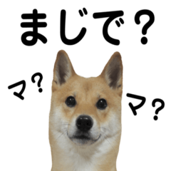 The super cute Shiba dog KOMAME sticker