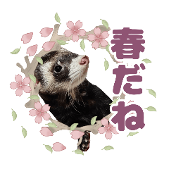 仲良しフェレット(春)