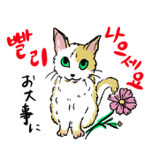 My Cat and Korean phrases