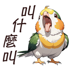 White-bellied Caique Daily Conversation