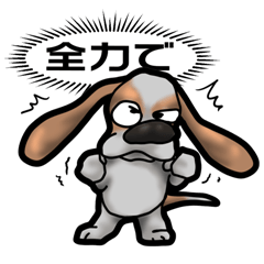 Basset hound 52(dog)