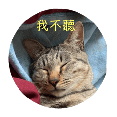 一些貓咪日常