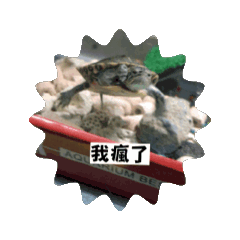 烏龜肉桂貼圖1（加倍）