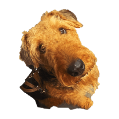 Airedale Terrier NOLA