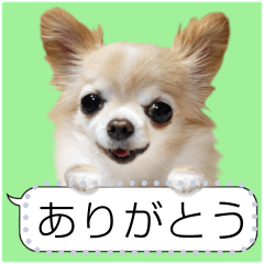 Realistic chihuahua message stickers