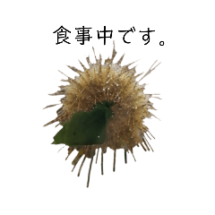 【日常】マニアック☆海の生き物1【生物】