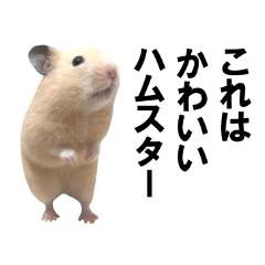 This is a cute hamster.
