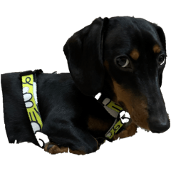 Olive Olive Dachshund