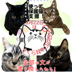 Enlightenment of TNR ear-tipped cats7