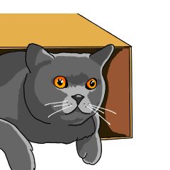 Cute British Shorthair 4